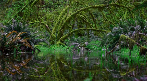 This Underrated Rainforest Might Just Be The Most Beautiful Place In Washington