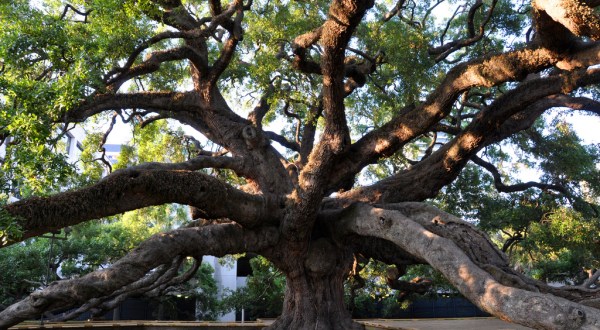 This History Of This Unique Florida Tree Is Bizarre But True