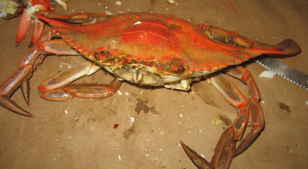 16 Thoughts Every Marylander Has When Picking Crabs