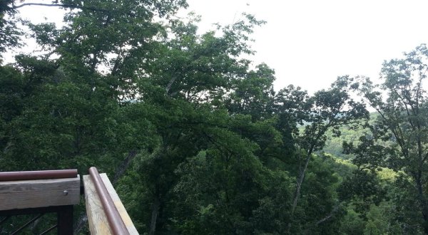 This Canopy Walk In Kentucky Will Make Your Stomach Drop