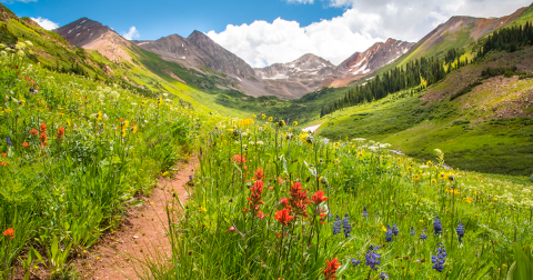 These 11 Epic Wildflower Hikes Around Denver Are Completely Out Of This World