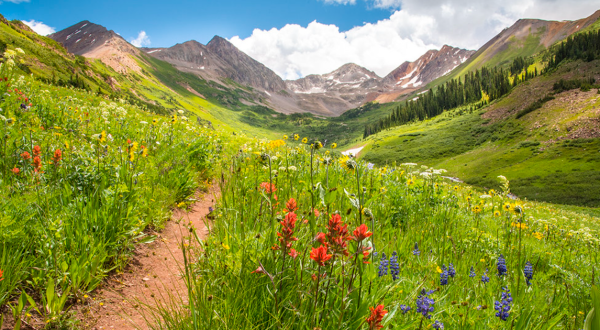 These 11 Epic Wildflower Hikes Around Denver Are Completely Out Of This World