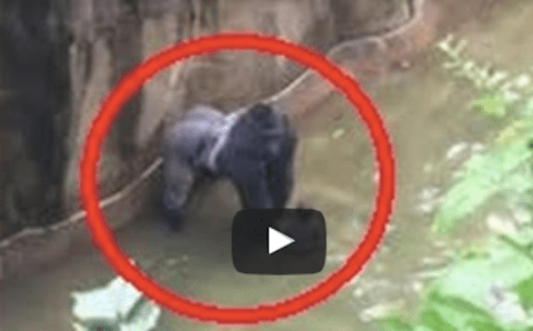 What Was Caught On Film At An Ohio Zoo Will Stop Your Heart