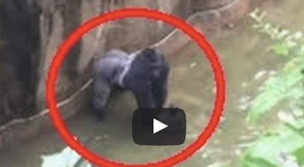 What Was Caught On Film At An Ohio Zoo Will Stop Your Heart