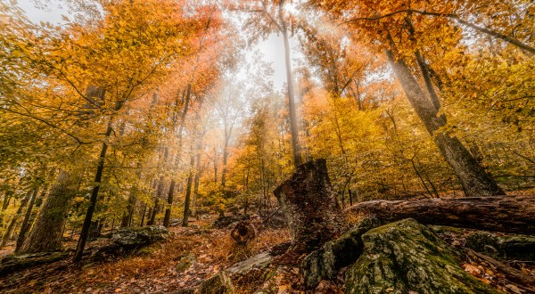 These 10 Enchanting Woodland Spots In Maryland Will Have You Ready For Adventure