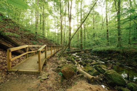 An Easy Hike In Georgia, Cascade Springs Nature Preserve Bursts With Natural Beauty