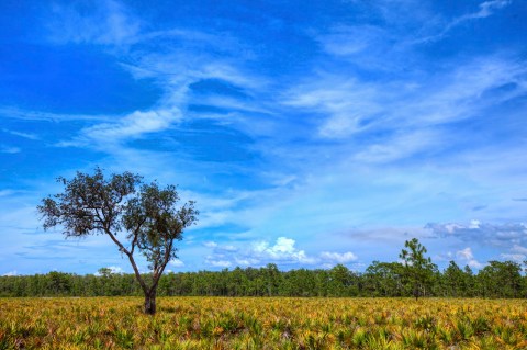 Most People Have No Idea This Incredible Disney Nature Preserve Even Exists