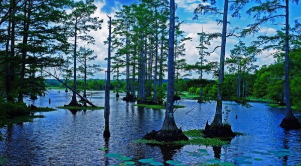 There’s Something Stunningly Beautiful About Mississippi’s Cypress Swamps
