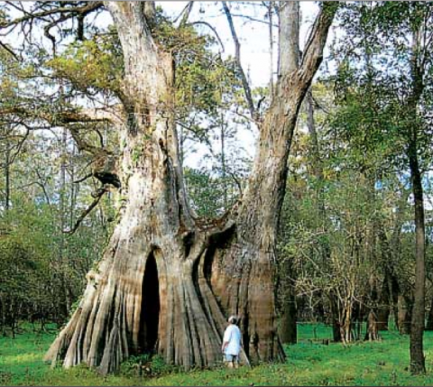 This One Easy Hike In Louisiana Will Lead You Someplace Unforgettable