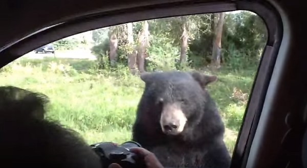 This Family’s Terrifying Encounter At Yellowstone National Park Will Freak You Out