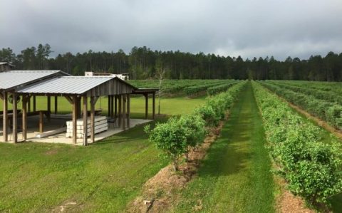 13 Amazing Louisiana Farms Where You Can Savor Country Life