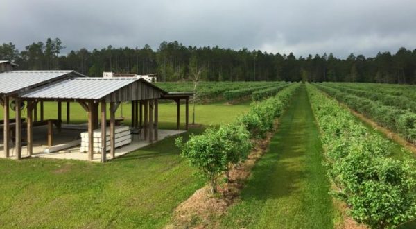 13 Amazing Louisiana Farms Where You Can Savor Country Life