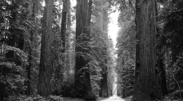 This Rare Footage Of The 1940s Shows Northern California Like You’ve Never Seen It Before