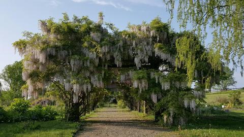 This Underrated Garden Just Might Be The Most Beautiful Place In New York