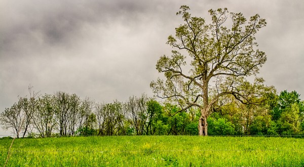 What Just Happened To This Famous Tree In Ohio Will Break Your Heart