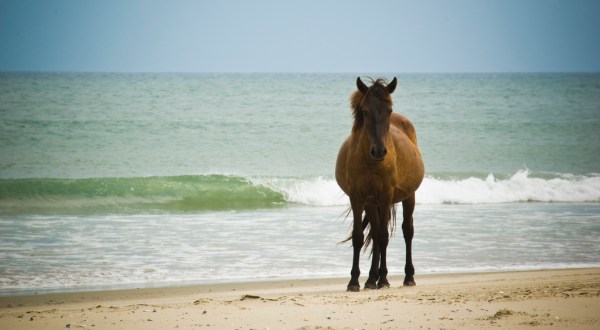 Most People Don’t Know The Enchanting Story Behind North Carolina’s Wild Horses