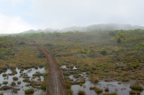 Hawaii Has A Magnificent Swamp Trail And You'll Definitely Want To Hike It