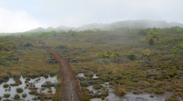 Hawaii Has A Magnificent Swamp Trail And You’ll Definitely Want To Hike It