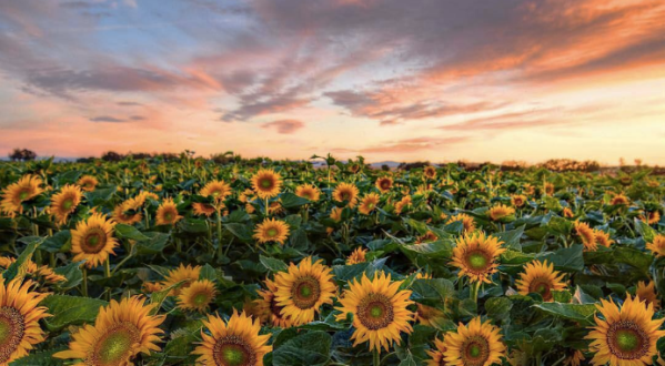 These 8 Incredible Instagram Photos Capture The Pure Beauty Of Northern California