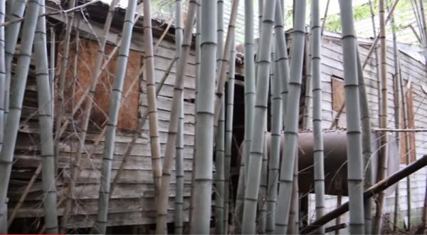 What Was Discovered Hiding Deep Inside A Bamboo Forest In Virginia Will Leave You In Awe