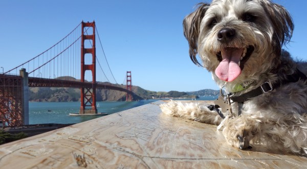 Here Are 12 Things Everyone In San Francisco Absolutely Loves