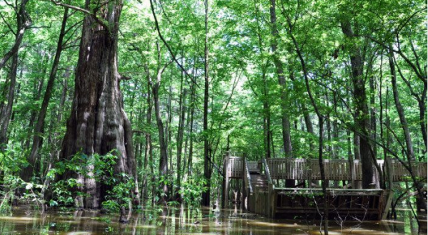 10 Once-In-A-Lifetime Adventures You Can Only Have In Mississippi