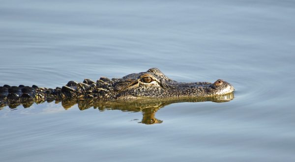 You’ll Be Shocked To Know What Was Spotted At This Lake In Oklahoma