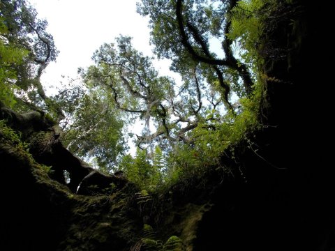 These Little Known Caves Hiding In a Florida Forest Are Waiting To Be Explored
