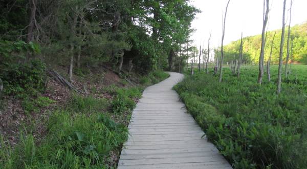 An Easy Hike In Maryland, The Calvert Cliffs State Park Trail Leads To A Scenic Spot Along The Water