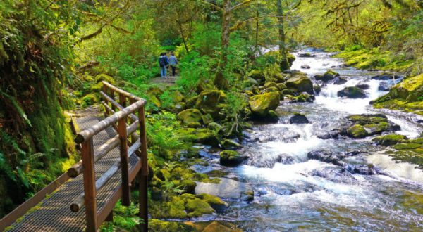10 Easy Hikes To Add To Your Outdoor Bucket List In Oregon