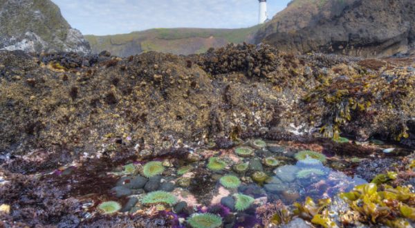 10 Gorgeous Places To Explore Tide Pools On The Oregon Coast