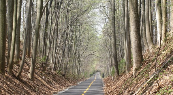 Virginia’s Tunnel Of Trees Is Positively Magical And You Need To Visit
