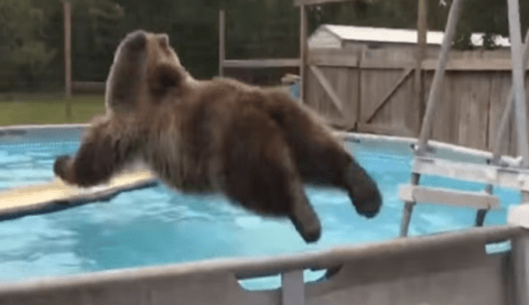 A Bear Decided To Take A Dip In A Swimming Pool In Florida And It Will Crack You Up