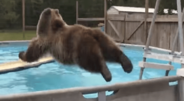 A Bear Decided To Take A Dip In A Swimming Pool In Florida And It Will Crack You Up