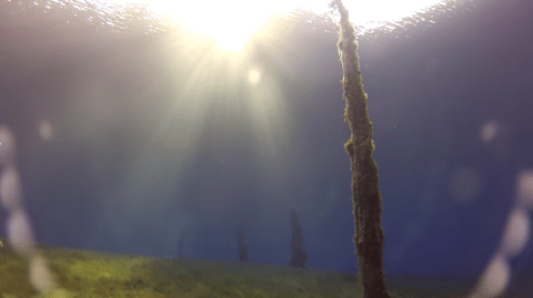 Thousand-Year-Old Trees Are Still Standing Beneath This Crystal Clear Lake In Oregon And It's Incredible