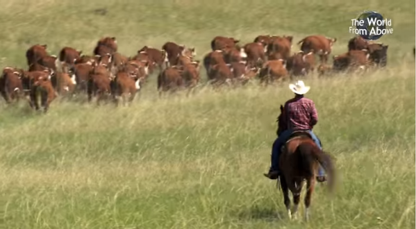 This Cowboy Cattle Drive In Nebraska Is The Most Nebraska Thing You’ll See Today