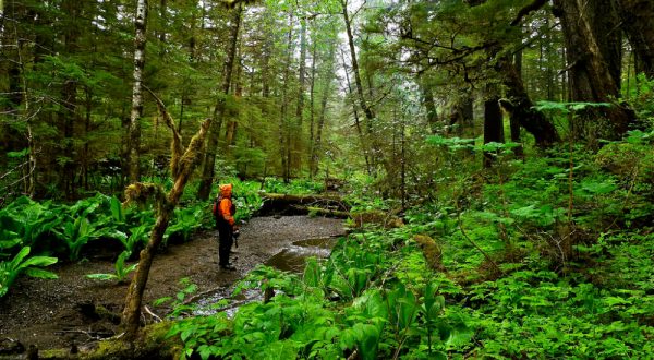 A Stunning Rainforest In Alaska, Tongass National Forest Is The Largest In The U.S