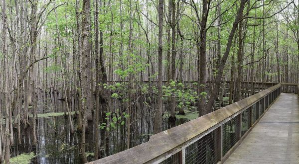 There’s A Little Slice Of History Hiding In This Swamp In Arkansas