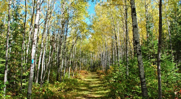 Part of the North Country Trail Runs Through Wisconsin…And It is Beautiful