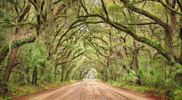 This Tunnel Of Trees In South Carolina Is Positively Magical And You Need To Visit