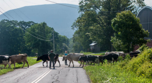 Every True Vermonter Has Had These 16 Bizarre Experiences At Least Once