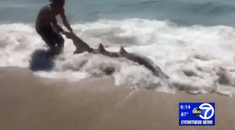 A New Jersey Beach Day Turned Into The Craziest Catch And Release You've Ever Seen