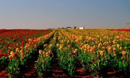 Horn Canna Farm In Oklahoma Is Picture Perfect For A Summer Day Trip