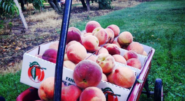 These 4 Charming Apple Orchards Near Nashville Are Picture Perfect For A Fall Day