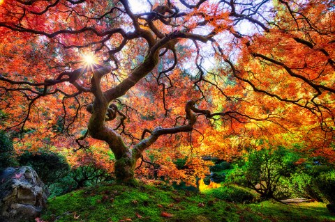 There's A Rare Garden Hiding In Oregon And It's Positively Stunning
