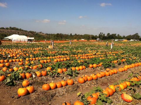 These 8 Charming Pumpkin Patches In Michigan Are Picture Perfect For A Fall Day