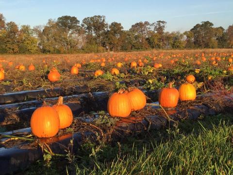 These 7 Charming Pumpkin Patches In Virginia Are Picture Perfect For A Fall Day