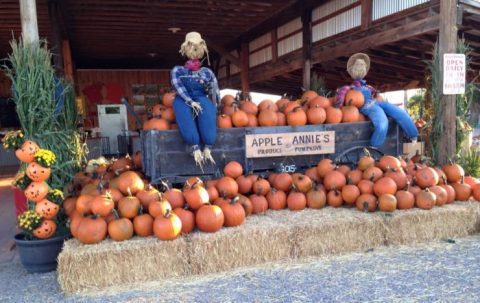 These 11 Charming Pumpkin Patches In Arizona Are Picture Perfect For A Fall Day