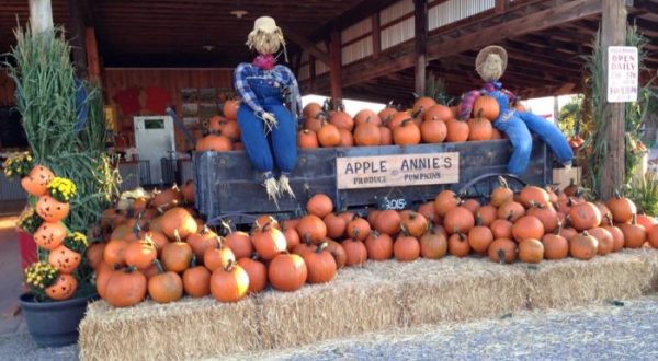 These 11 Charming Pumpkin Patches In Arizona Are Picture Perfect For A Fall Day