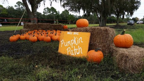 These 9 Charming Pumpkin Patches In Florida Are Picture Perfect For A Fall Day
